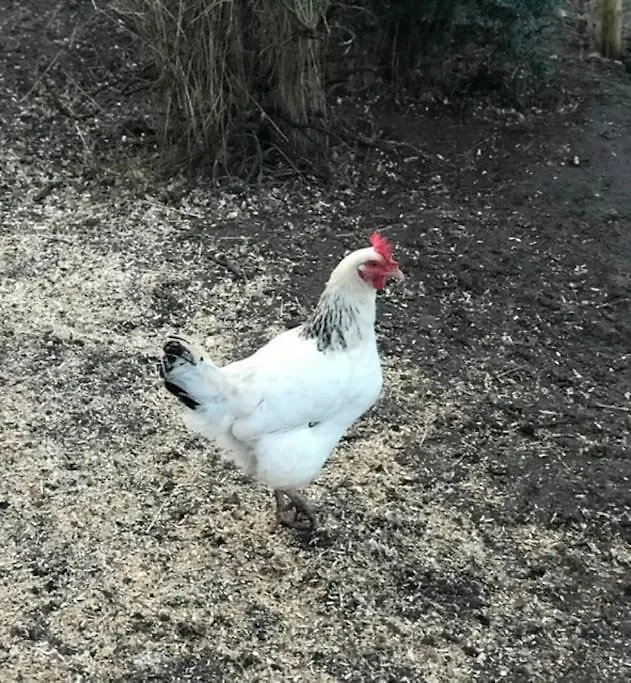 Apartament Woodpecker Shepherd Hut With Private Facilities Newmarket Cb8 Cambridge